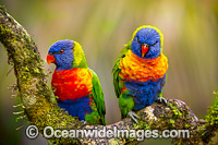 Rainbow Lorikeet pair Photo - Gary Bell