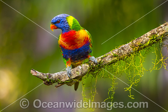 Rainbow Lorikeet photo Rainbow Lorikeet photo