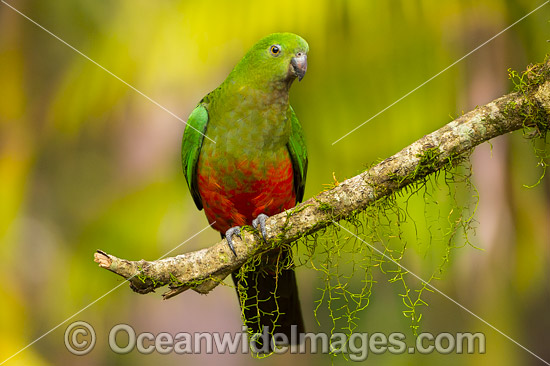 Australian King Parrot (Alisterus scapularis), female. Found in rainforests, eucalypt forests and palm forests of south-eastern Australia. Photo taken at Coffs Harbour, New South Wales, Australia. Photo - Gary Bell