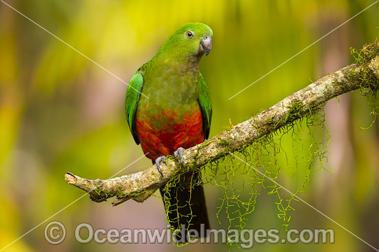 Australian King Parrot (Alisterus scapularis), female. Found in rainforests, eucalypt forests and palm forests of south-eastern Australia. Photo taken at Coffs Harbour, New South Wales, Australia. Photo - Gary Bell Australian King Parrot (Alisterus scapularis), female. Found in rainforests, eucalypt forests and palm forests of south-eastern Australia. Photo taken at Coffs Harbour, New South Wales, Australia. Photo - Gary Bell