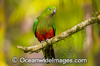 Australian King Parrot Photo - Gary Bell