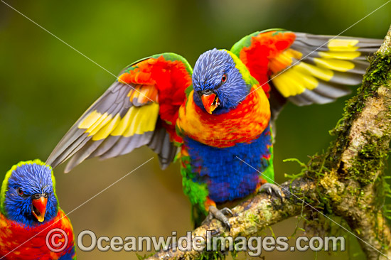 Rainbow Lorikeet (Trichoglossus haematodus). Found in all forests, woodlands and gardens throughout Australia. Photo taken at Coffs Harbour, New South Wales, Australia. Photo - Gary Bell Rainbow Lorikeet (Trichoglossus haematodus). Found in all forests, woodlands and gardens throughout Australia. Photo taken at Coffs Harbour, New South Wales, Australia. Photo - Gary Bell