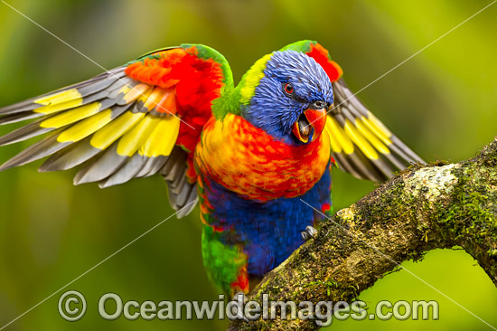 Rainbow Lorikeet photo Rainbow Lorikeet photo