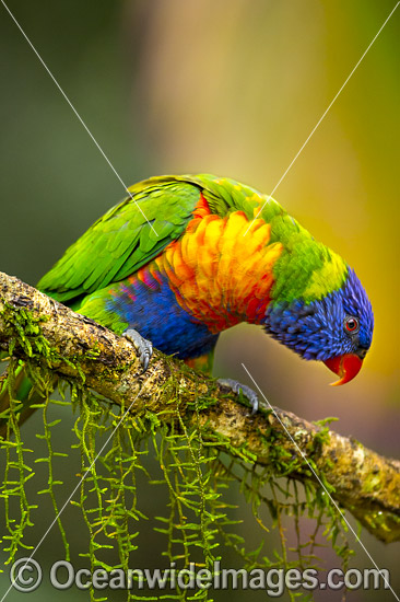 Rainbow Lorikeet (Trichoglossus haematodus). Found in all forests, woodlands and gardens throughout Australia. Photo taken at Coffs Harbour, New South Wales, Australia. Photo - Gary Bell Rainbow Lorikeet (Trichoglossus haematodus). Found in all forests, woodlands and gardens throughout Australia. Photo taken at Coffs Harbour, New South Wales, Australia. Photo - Gary Bell