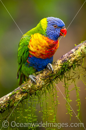 Rainbow Lorikeet (Trichoglossus haematodus). Found in all forests, woodlands and gardens throughout Australia. Photo taken at Coffs Harbour, New South Wales, Australia. Photo - Gary Bell