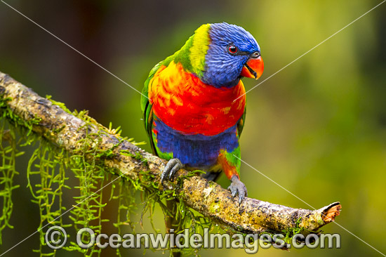Rainbow Lorikeet photo Rainbow Lorikeet photo