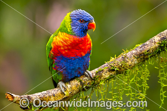 Rainbow Lorikeet (Trichoglossus haematodus). Found in all forests, woodlands and gardens throughout Australia. Photo taken at Coffs Harbour, New South Wales, Australia. Photo - Gary Bell Rainbow Lorikeet (Trichoglossus haematodus). Found in all forests, woodlands and gardens throughout Australia. Photo taken at Coffs Harbour, New South Wales, Australia. Photo - Gary Bell