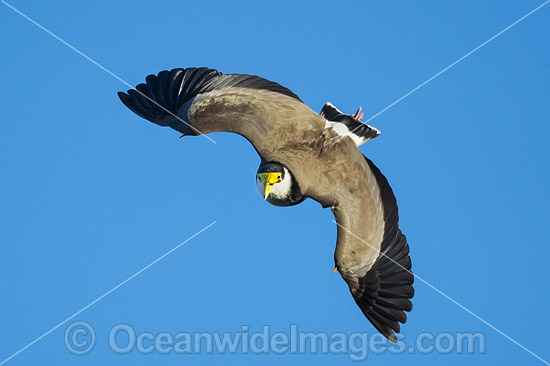 Masked Lapwing Vanellus miles photo