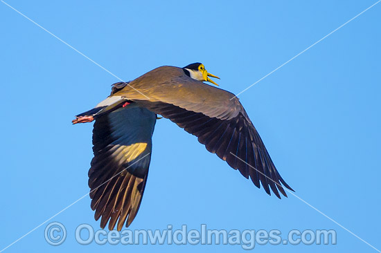 Masked Lapwing Vanellus miles photo