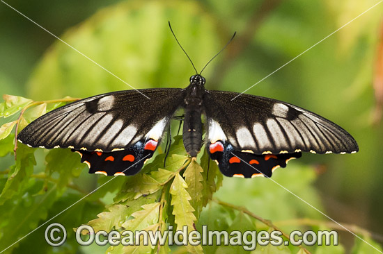 Orchard Swallowtail Butterfly photo