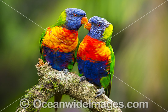 Rainbow Lorikeet pair grooming photo