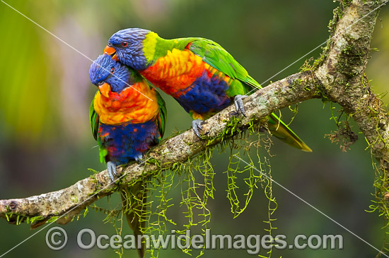 Rainbow Lorikeet pair grooming photo