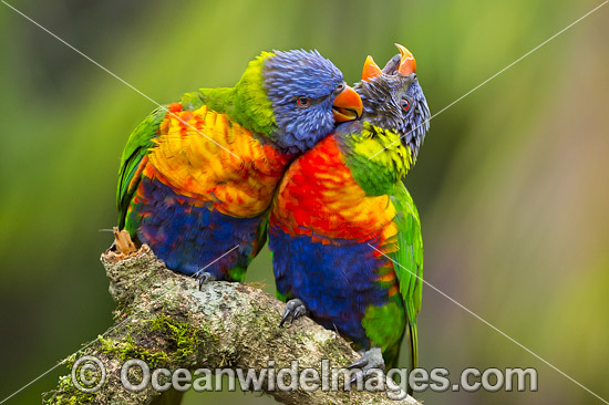 Rainbow Lorikeet (Trichoglossus haematodus), pair grooming each other. Found in all forests, woodlands and gardens throughout Australia. Photo taken at Coffs Harbour, New South Wales, Australia. Photo - Gary Bell