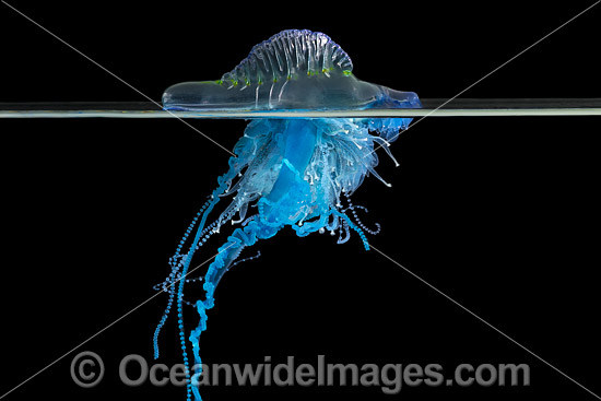 Portuguese man o' war (Physalia physalis). Also known as the Blue Bottle, Blue Bubble and Portuguese Man-of-War. Venomous, capable of producing a very painful and powerful sting. Found throughout the world. Photo taken off Coffs Harbour, NSW, Australia. Photo - Gary Bell Portuguese man o' war (Physalia physalis). Also known as the Blue Bottle, Blue Bubble and Portuguese Man-of-War. Venomous, capable of producing a very painful and powerful sting. Found throughout the world. Photo taken off Coffs Harbour, NSW, Australia. Photo - Gary Bell
