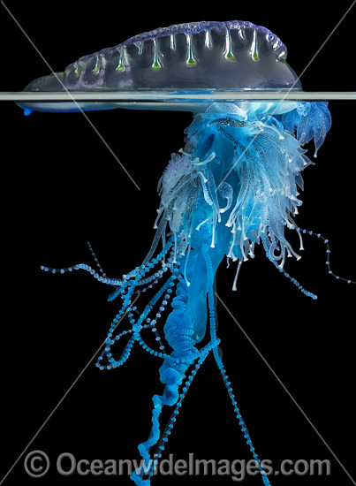 Portuguese man o' war (Physalia physalis). Also known as the Blue Bottle, Blue Bubble and Portuguese Man-of-War. Venomous, capable of producing a very painful and powerful sting. Found throughout the world. Photo taken off Coffs Harbour, NSW, Australia. Photo - Gary Bell