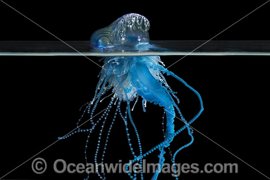Portuguese man o' war (Physalia physalis). Also known as the Blue Bottle, Blue Bubble and Portuguese Man-of-War. Venomous, capable of producing a very painful and powerful sting. Found throughout the world. Photo taken off Coffs Harbour, NSW, Australia. Photo - Gary Bell Portuguese man o' war (Physalia physalis). Also known as the Blue Bottle, Blue Bubble and Portuguese Man-of-War. Venomous, capable of producing a very painful and powerful sting. Found throughout the world. Photo taken off Coffs Harbour, NSW, Australia. Photo - Gary Bell