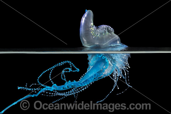 Portuguese Man o War photo