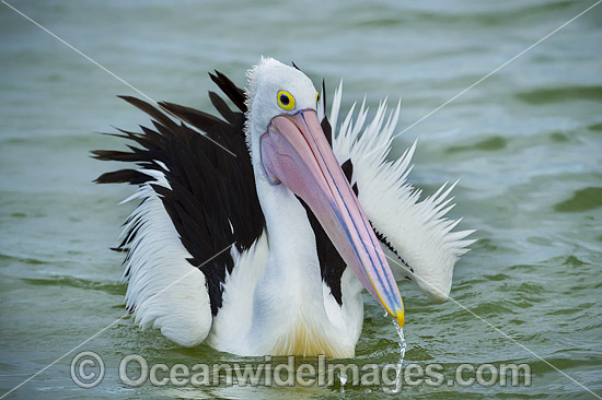 Australian Pelican (Pelecanus conspicillatus), resting on the surface of the ocean. This large water bird is found throughout Australia and New Guinea. Also in Fiji and parts of Indonesia and New Zealand. Central New South Wales coast, Australia. Photo - Gary Bell