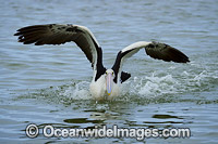 Australian Pelican Photo - Gary Bell