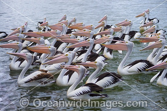 Australian Pelicans (Pelecanus conspicillatus), resting on the surface of the ocean. This large water bird is found throughout Australia and New Guinea. Also in Fiji and parts of Indonesia and New Zealand. Central New South Wales coast, Australia. Photo - Gary Bell