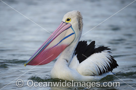 Australian Pelican (Pelecanus conspicillatus), during breading season showing the color change of the bill and pouch. Found throughout Australia and New Guinea. Also in Fiji and parts of Indonesia and New Zealand. Central New South Wales coast, Australia. Photo - Gary Bell
