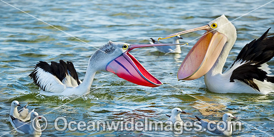 Australian Pelicans (Pelecanus conspicillatus), during breading season showing the color change of the bill and pouch. Found throughout Australia and New Guinea. Also in Fiji and parts of Indonesia and New Zealand. Central New South Wales coast, Australia Photo - Gary Bell