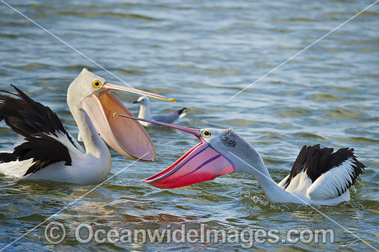 Australian Pelicans (Pelecanus conspicillatus), during breading season showing the color change of the bill and pouch. Found throughout Australia and New Guinea. Also in Fiji and parts of Indonesia and New Zealand. Central New South Wales coast, Australia Photo - Gary Bell
