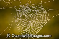 Spider web Photo - Gary Bell