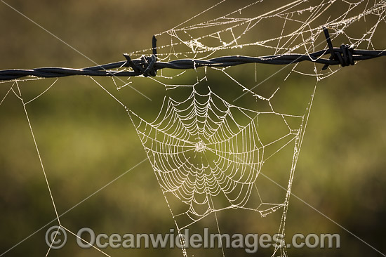 Spider web on wire fence photo