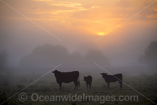 Cattle on a farm property cloaked in mist, during morning sunrise. Photo taken near Grafton, New South Wales, Australia. Photo - Gary Bell