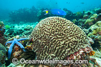 Brain Coral and Sea Star Photo - Gary Bell