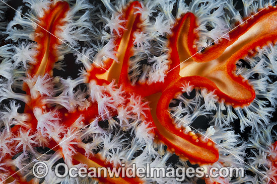 Soft Coral Polyps photo Soft Coral Polyps photo