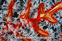 Soft Coral Polyps Photo - Gary Bell