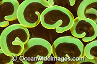 Coral Euphyllia ancora Photo - Gary Bell