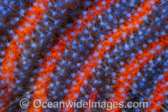 Red Whip Coral photo