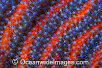 Red Whip Coral Photo - Gary Bell