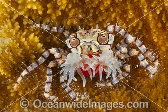 Boxer Crab photo