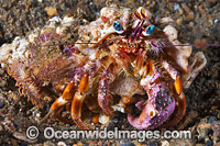 Hermit Crab Dardanus pedunculatus Photo - Gary Bell