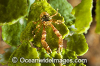 Squat Lobster Photo - Gary Bell