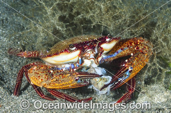 Rock Crab Plagusia dentipes photo