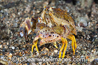Box Crab Calappa sp. Photo - Gary Bell