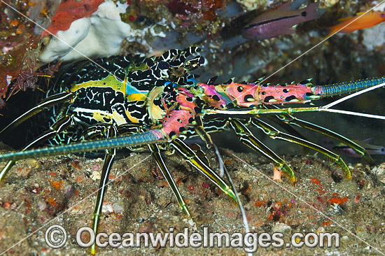 Painted Rock Lobster (Panulirus versicolor). Common throughout the Indo-West Pacific, including the Great Barrier Reef, Australia. Within the Coral Triangle. Photo - Gary Bell Painted Rock Lobster (Panulirus versicolor). Common throughout the Indo-West Pacific, including the Great Barrier Reef, Australia. Within the Coral Triangle. Photo - Gary Bell