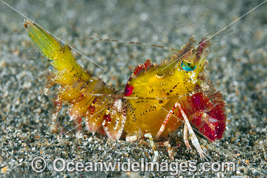 Shrimp Coral Triangle photo