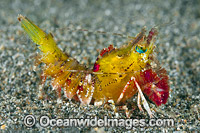 Shrimp Coral Triangle Photo - Gary Bell