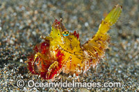 Shrimp Coral Triangle Photo - Gary Bell