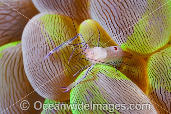 Commensal Shrimp Vir philippinensis photo