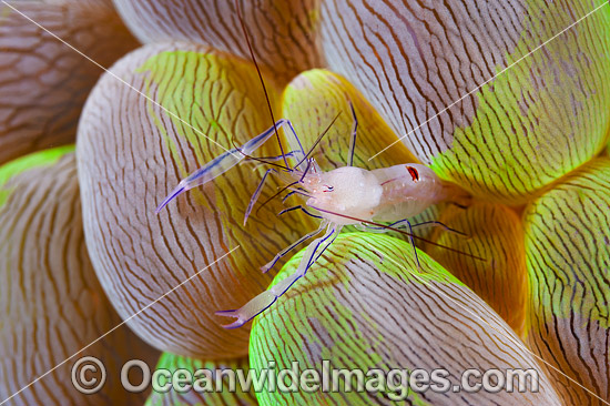 Commensal Shrimp Vir philippinensis photo Commensal Shrimp Vir philippinensis photo