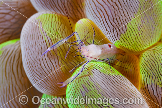 Commensal Shrimp Vir philippinensis photo