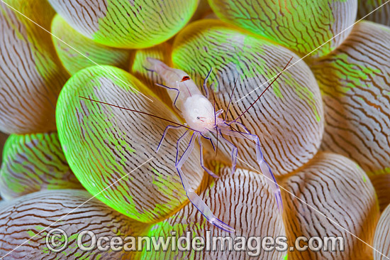 Commensal Shrimp Vir philippinensis photo Commensal Shrimp Vir philippinensis photo