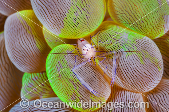 Commensal Shrimp on Bubble Coral photo Commensal Shrimp on Bubble Coral photo